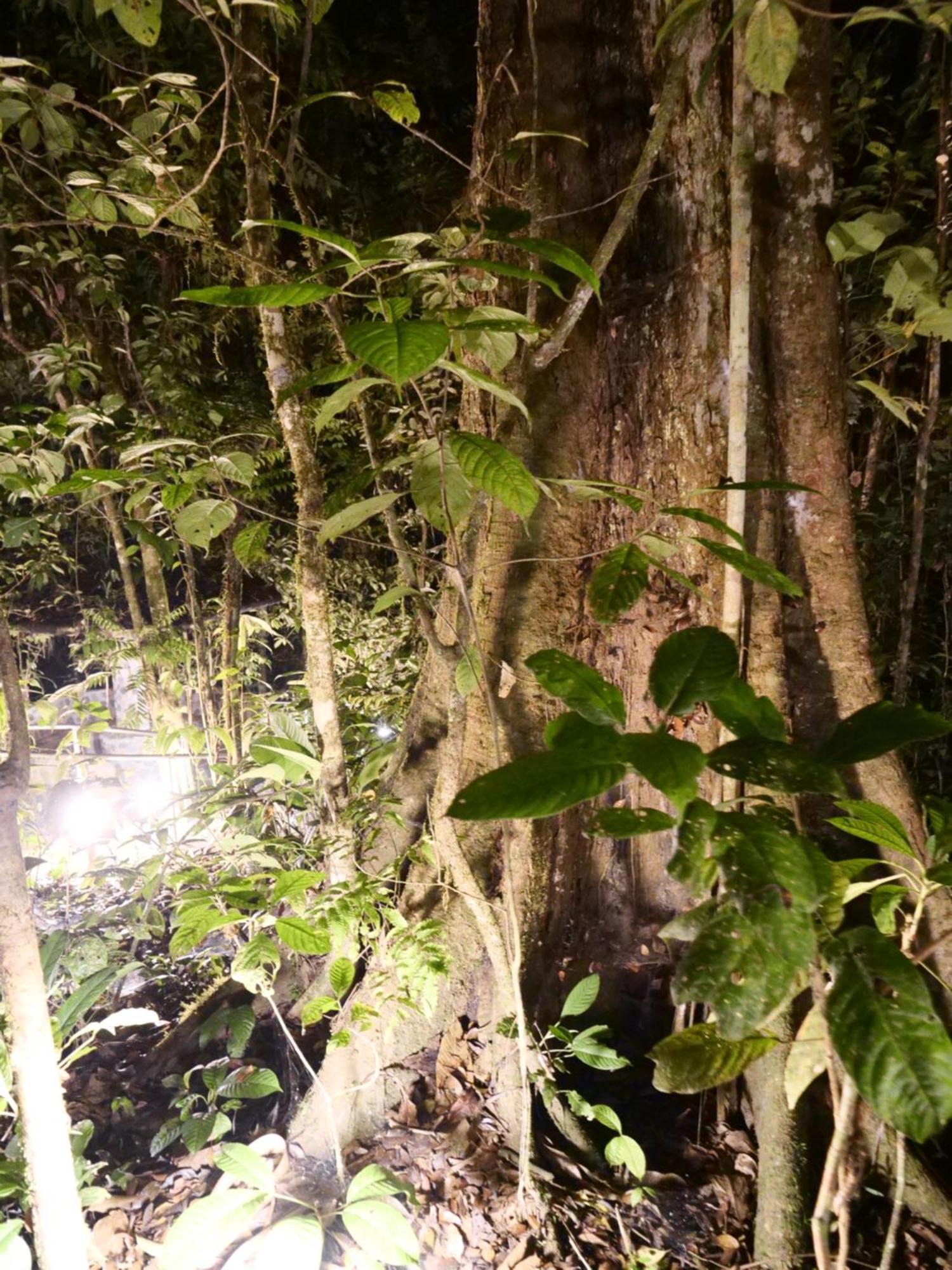 Arahuana Jungle Resort & Spa Tena Buitenkant foto